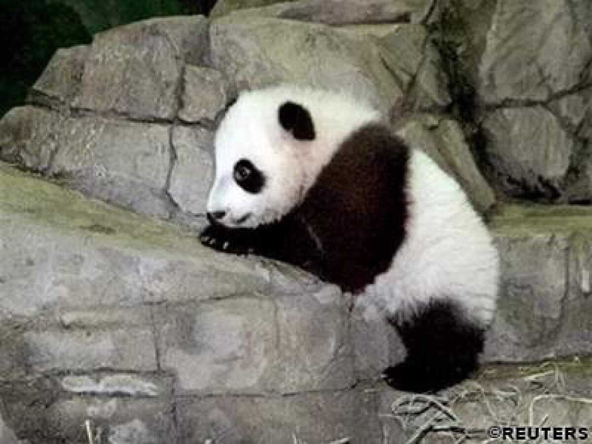 Malá panda