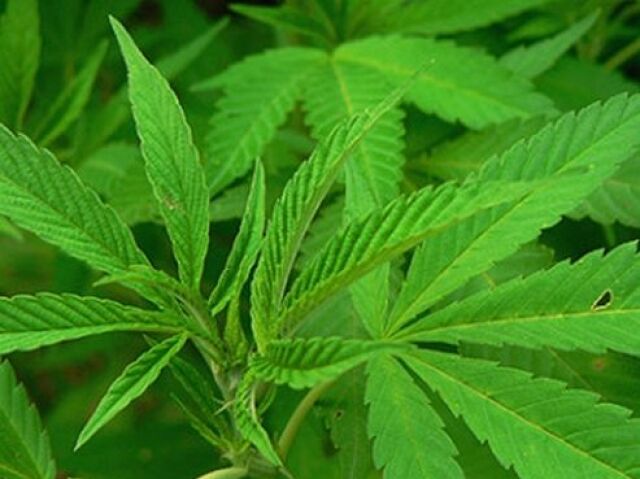 droga, marihuana