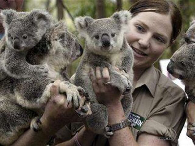 Austrálske koaly.