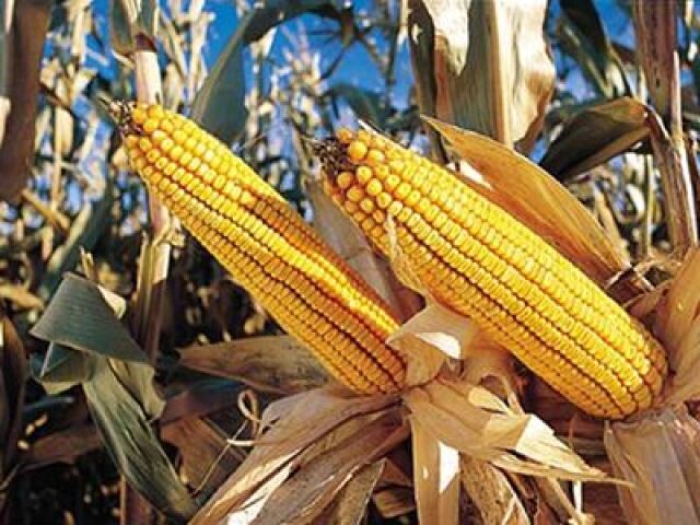 GMO kukurica