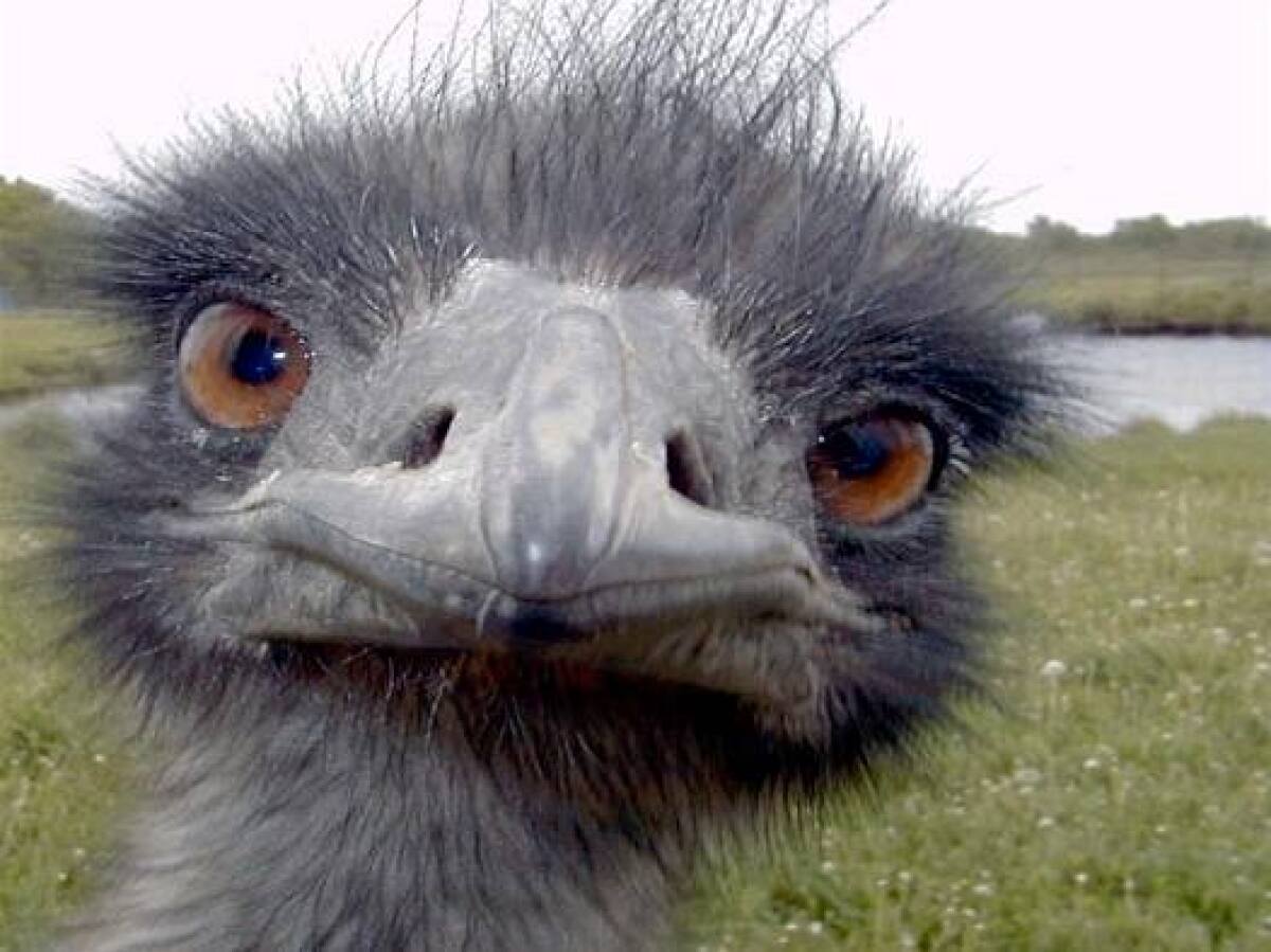 Pštros, emu