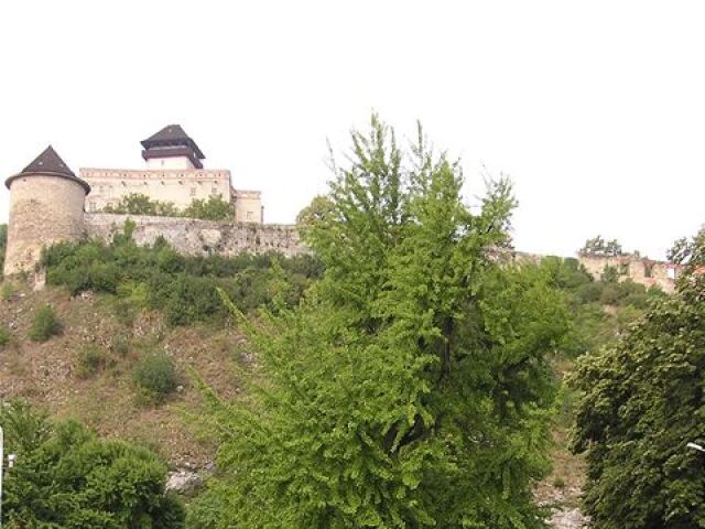 Ginko v Trenčíne