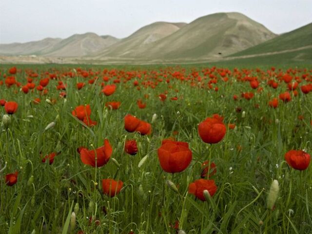 Kvet, tulipán, jar, príroda, hory