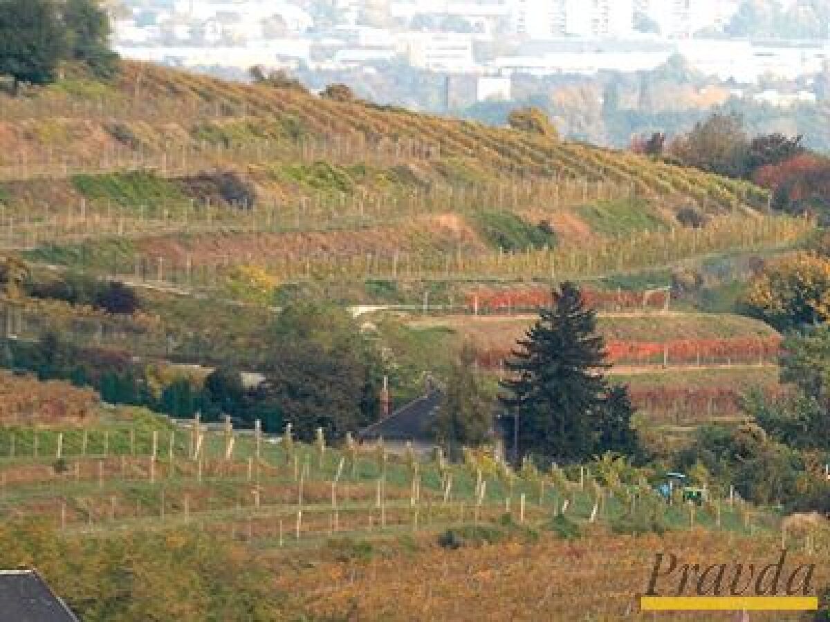 Vidiek, vinice, vinohrad