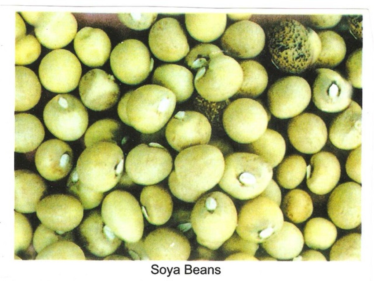 soja