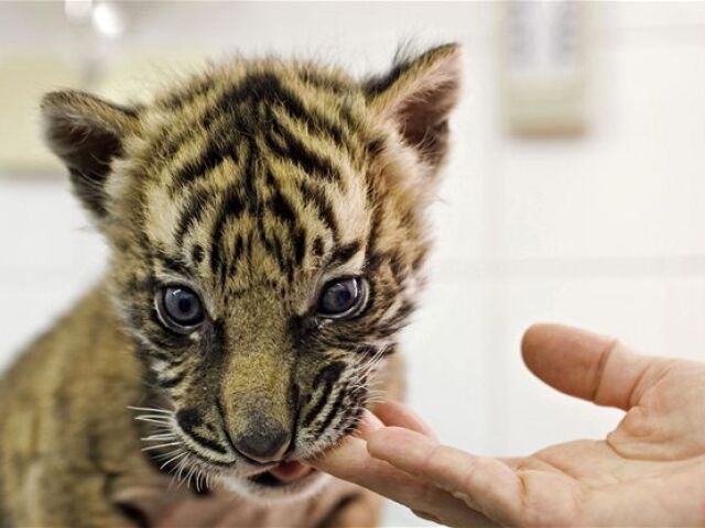 tiger Silvester