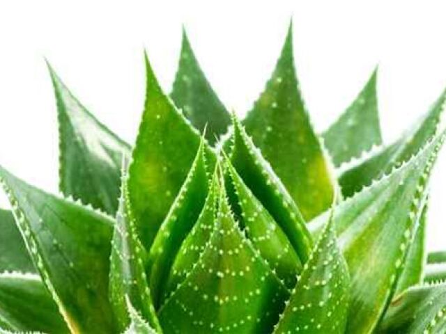 aloe vera