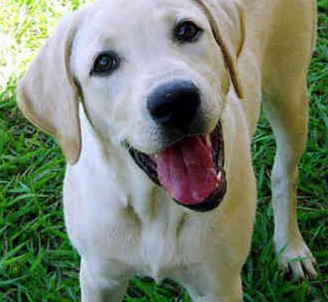 Labrador, pes