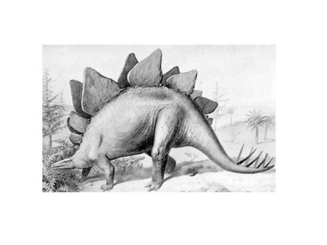 Stegostaurus, dinosaurus