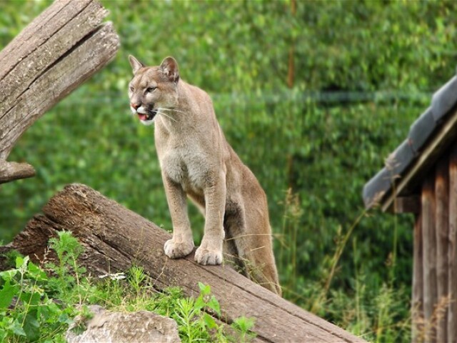 Puma