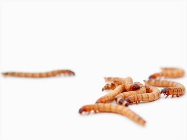 červ, červík, larva