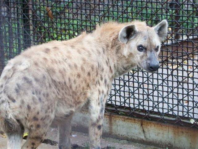 Hyena škvrnitá
