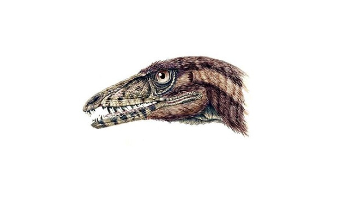 dinosaurus Tawa Hallae, 