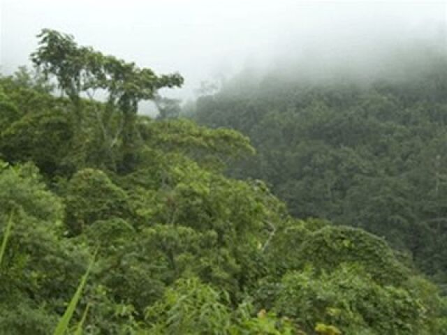 Cerro Pata de Pájaro, les
