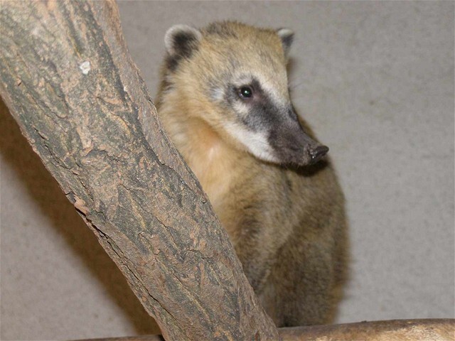 Nosáľ