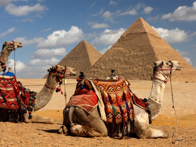 Egypt, ťava, pyramídy, púšť, ťavy