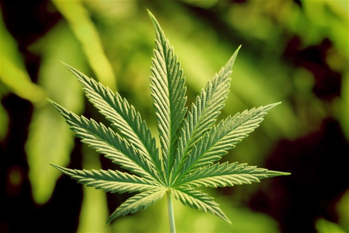 marihuana, droga, drogy, ľahké drogy, canabis