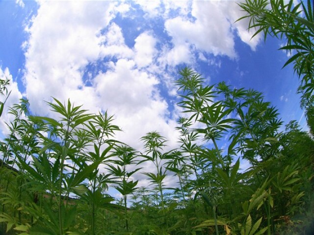marihuana, droga, drogy, ľahké drogy, canabis