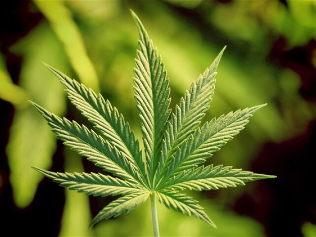 marihuana, droga, drogy, ľahké drogy, canabis