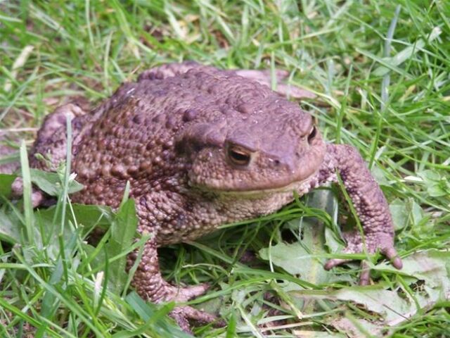 Ropucha obyčajná, bufo bufo, žaba, obojživelník