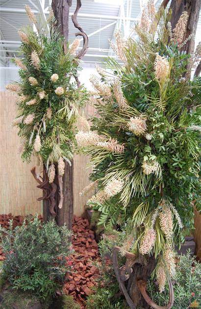 Kvet Flóry 2010 - Grevillea. Pochádza z Austrálie. Medzi 360 druhmi sú polmetrové kríky aj tridsaťmetrové stromy.
