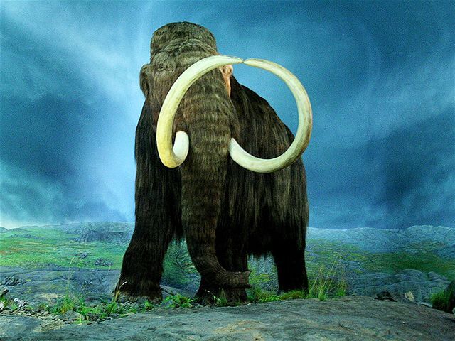 mamut
