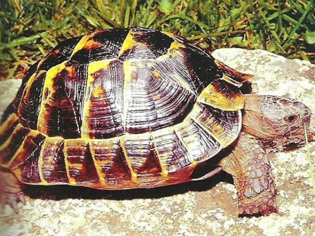 Korytnačka žltohnedá
