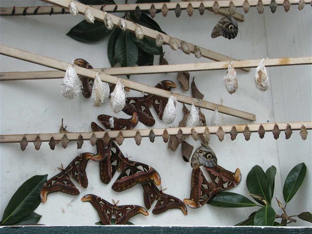 motýle, 