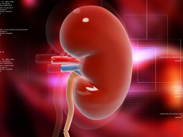 oblička, orgán, transplantácia