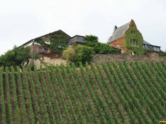 Luxembursko, vinice