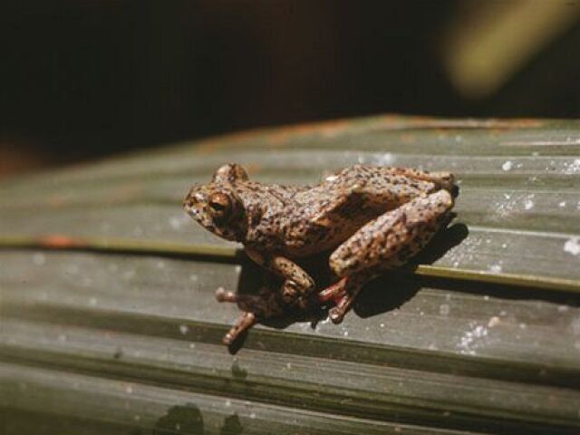 Hyperolius nimbae, žaba, žaby, obojživelník