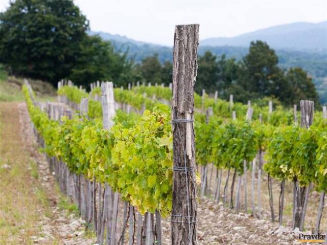 Vinica, víno, hrozno, vidiek
