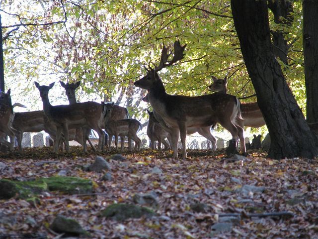 daniele, zoo Košice