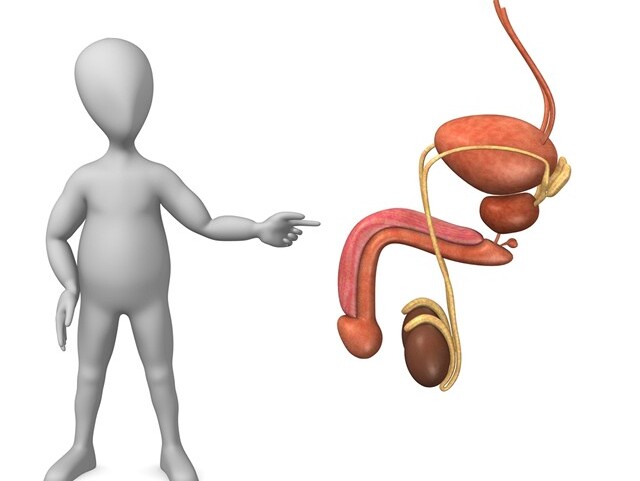 prostata, penis, močové ústroje, pohlavné orgány, mechúr, semeníky