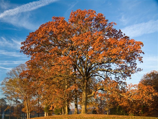 Ash tree, jaseň, strom, príroda, jeseň, autumn, listy, stromy, park, les