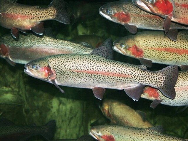 Ryby, pstruh potočný, Salmo Trutta, potok, rieka