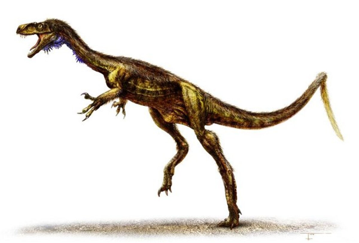 dinosaurus, Eodromaeus 