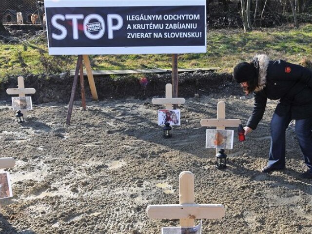 zvieratá, cintorín, protest