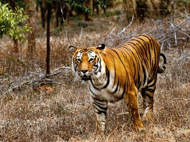 tiger sibírsky