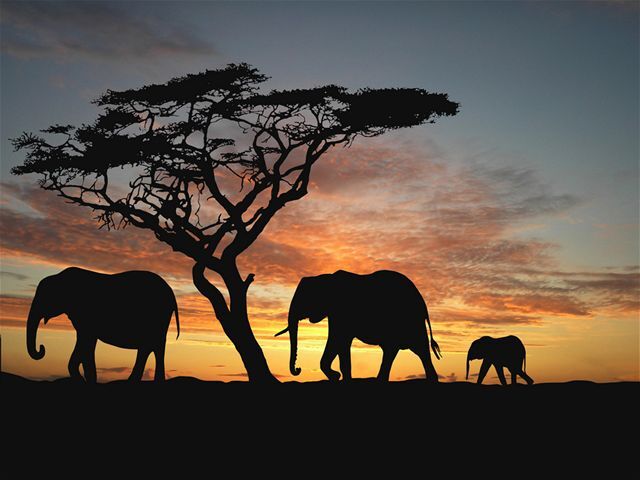 Slon, elefant, Afrika