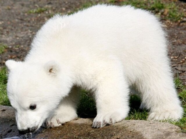 Knut, ľadový medveď