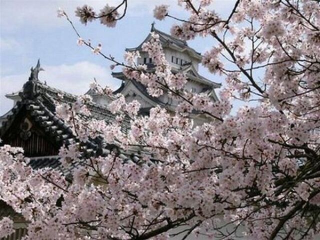 sakura, Japonsko