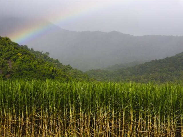 cukrova trstina, sugar cane, prales, dazdovy prales, pestovanie, trstinovy cukor