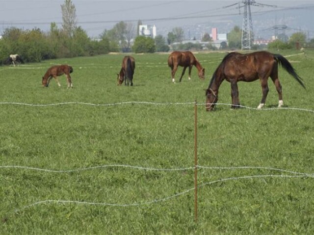 Rovinka, kone, týranie, podvýživa