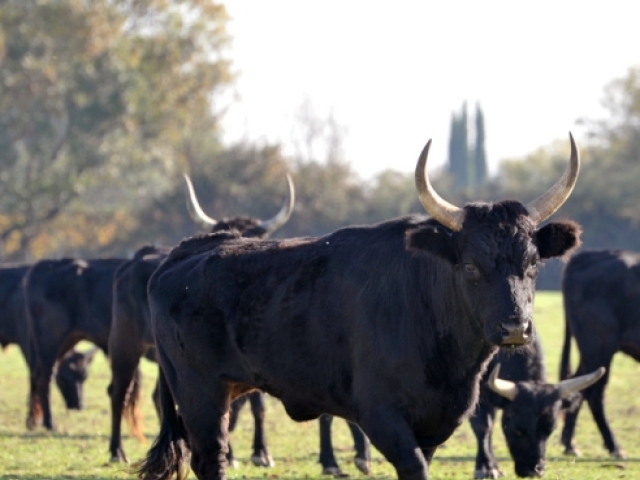 Postará sa o vás, aj vám polichotí. Muž v znamení Býka