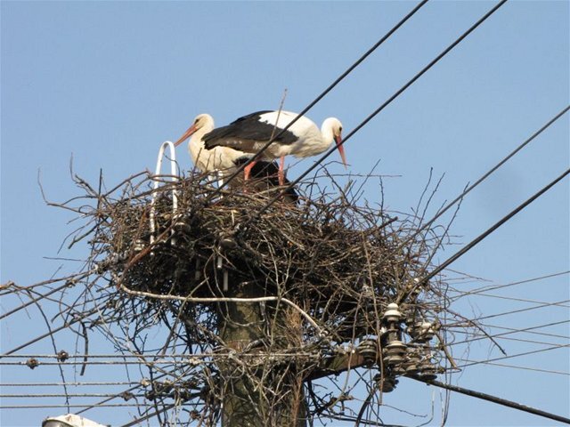 bociany, hniezdo, elektrické vedenie