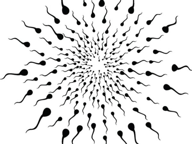 spermie, spermia, oplodnenie