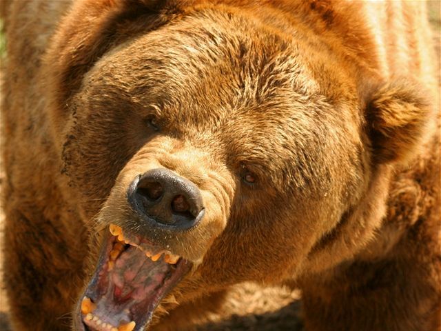 medveď grizzly