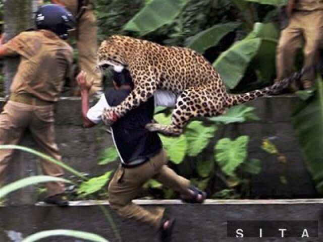 Leopard, India