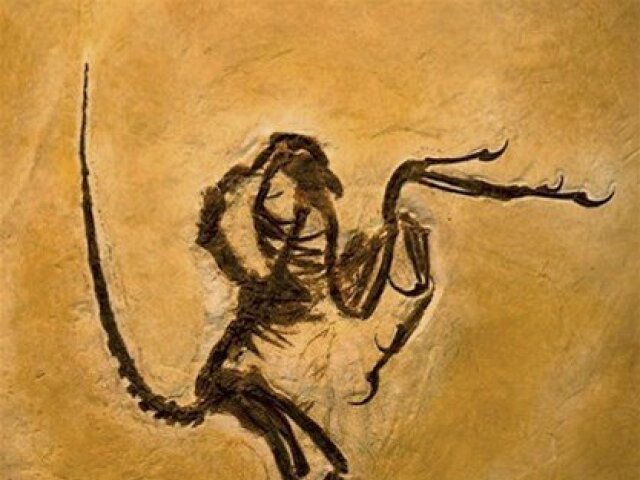 Archeopteryx 
